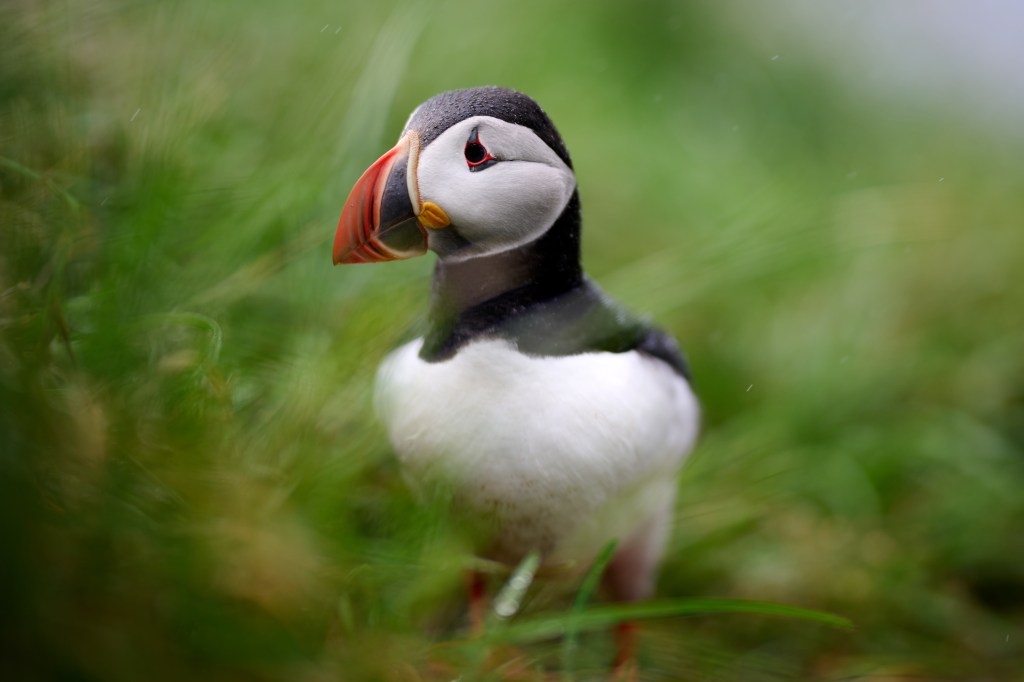 Brian Durkin’s Spark Bird&nbsp;Story