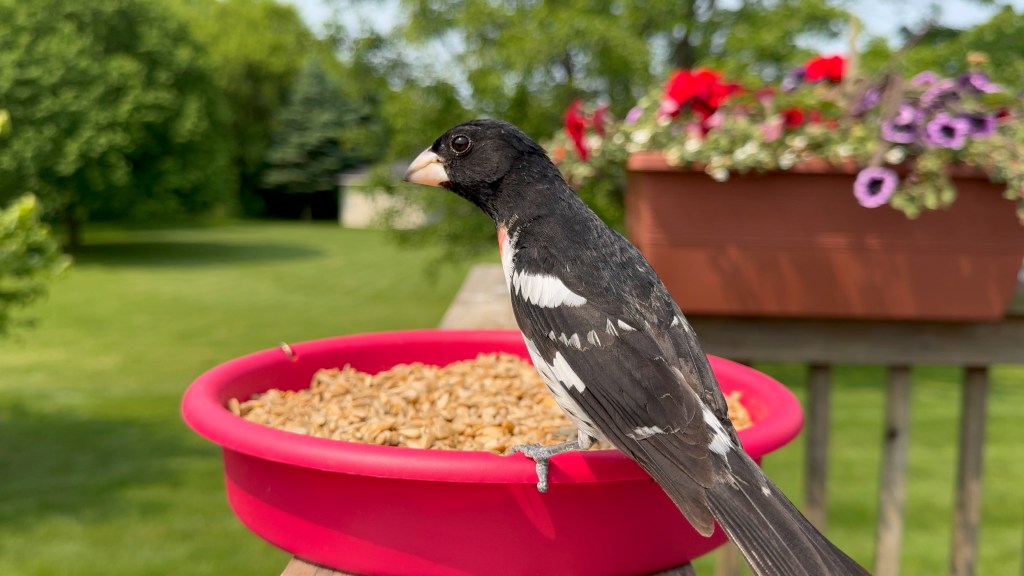 Carrissa’s Spark Bird&nbsp;Story