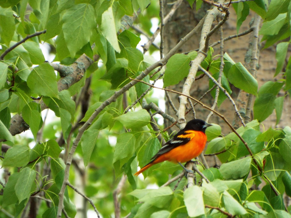 My Spark Bird&nbsp;Story