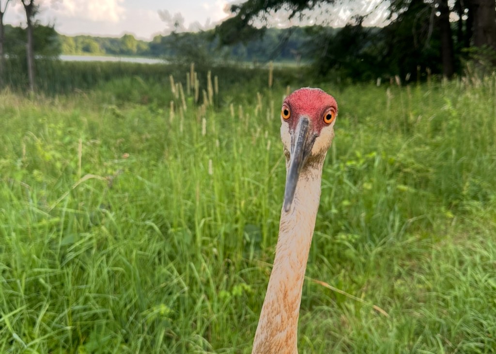 Birders, Get Ready to&nbsp;Flock!