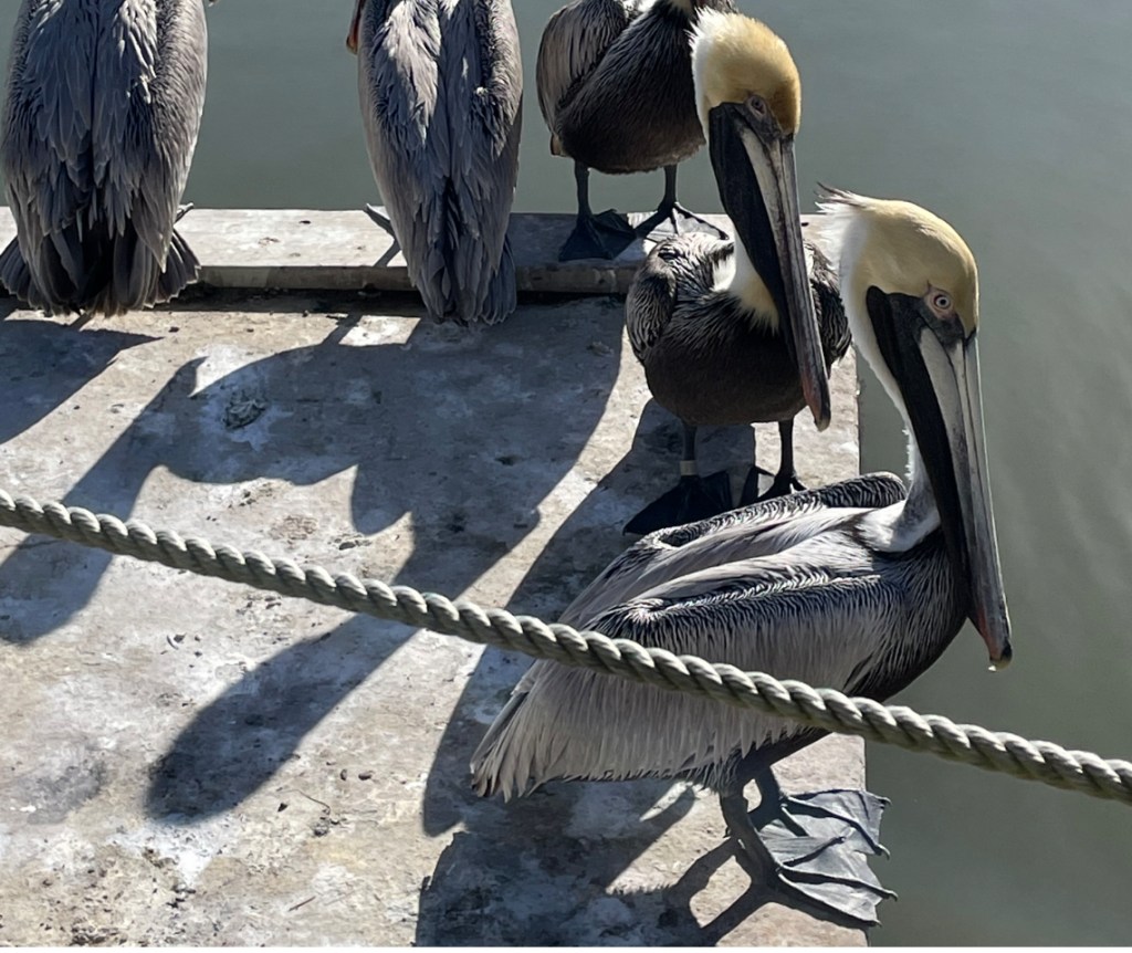 Jodi Robert’s Spark Bird&nbsp;Story