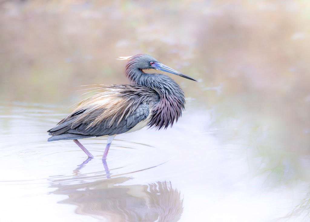 Jackie Schletter’s Spark Bird&nbsp;Story