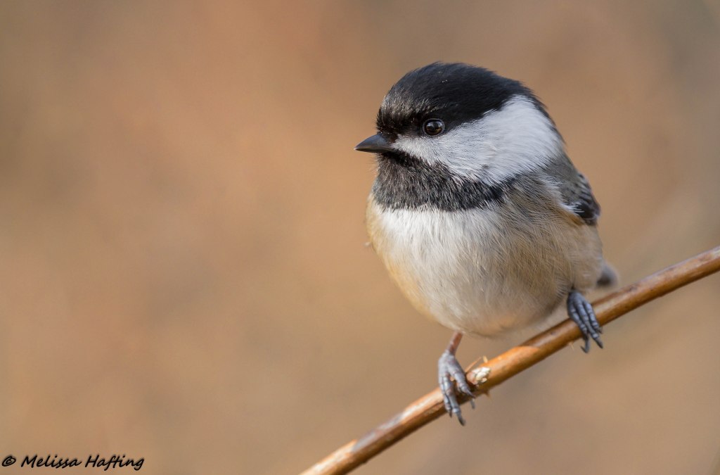 Melissa Hafting’s Spark Bird&nbsp;Story