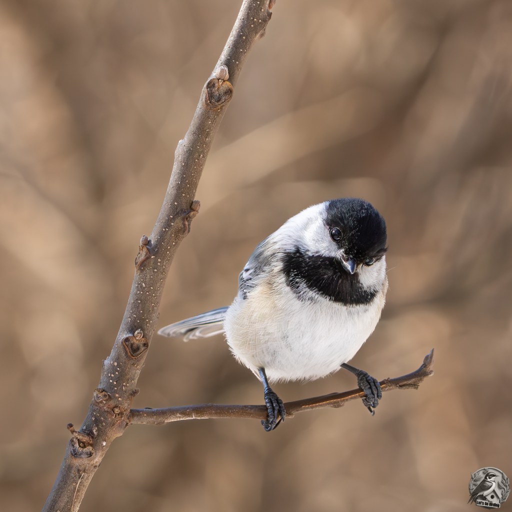 Nicholas Yerkes’s Spark Bird&nbsp;Story