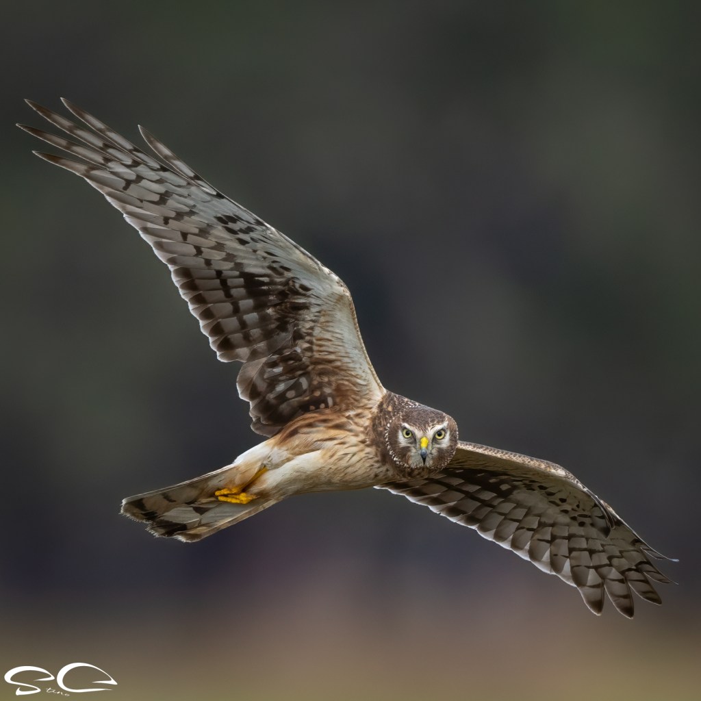 Stino Cervini’s Spark Bird&nbsp;Story