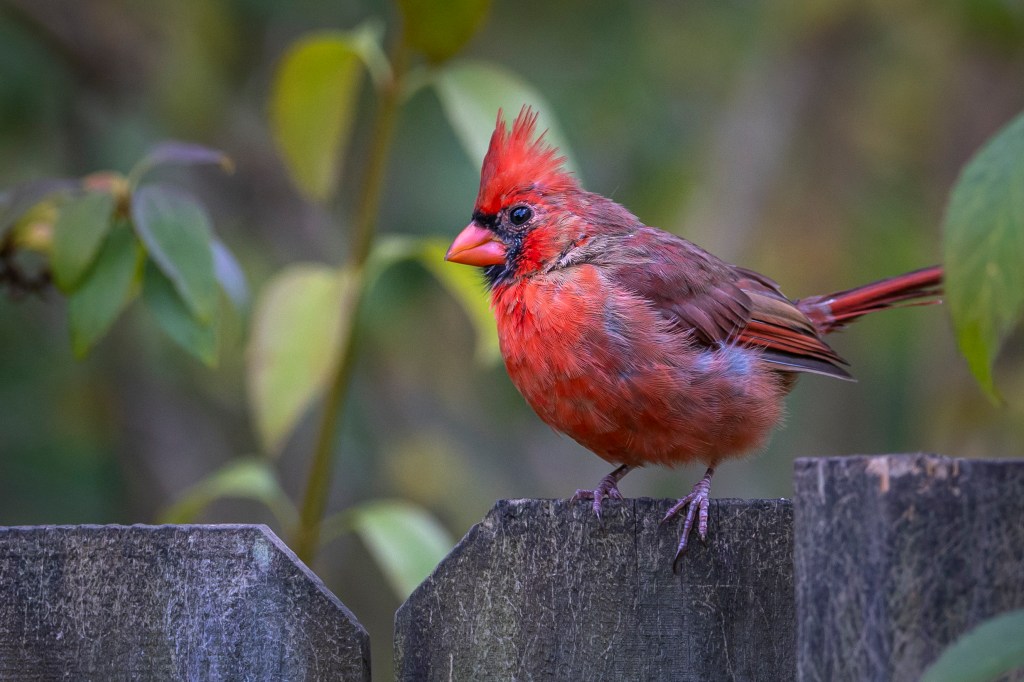 Terry Nunn’s Spark Bird&nbsp;Story